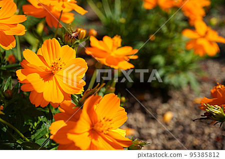 橙色宇宙的照片 95385812