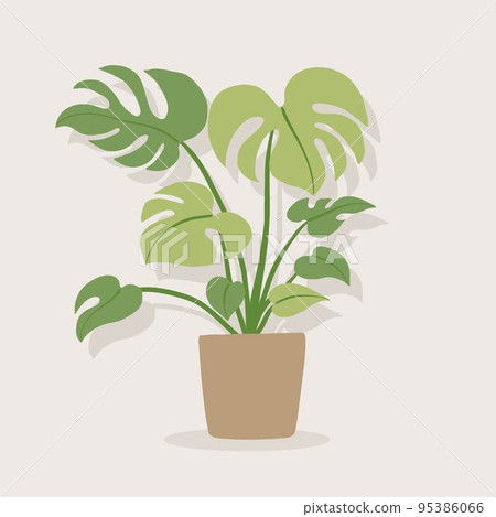 monstera white lava Monstera White Lava – Rare tropical variegated plant – Green and White  Plants main image 1