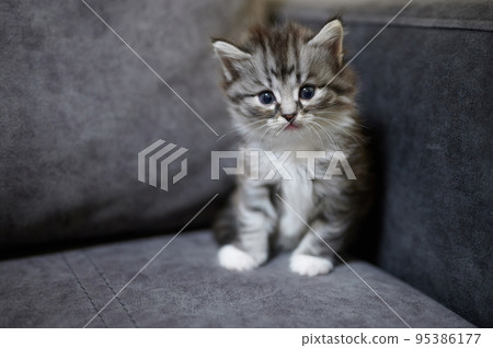 Cute sitting gray baby kitty Cute sitting gray baby kitty 95386177