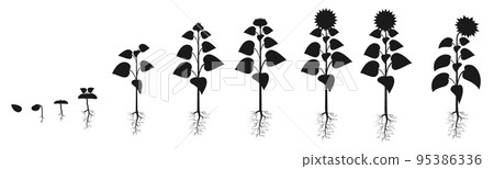 Sunflower life cycle in agriculture. Plant growth stages silhouette. Seed growing infographic 95386336