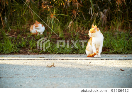 Small Greek Homeless White Red Kittens Basking In Sun on Road. Moraitika, Corfu. Shallow Depth of Field 95386412