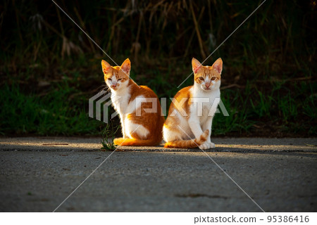 Small Greek Homeless White Red Kittens Sit Back To Back And Looking In One Direction. Moraitika, Corfu. 95386416