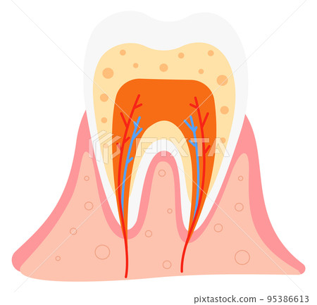 Tooth structure illustration. Dental anatomy medical poster Tooth structure illustration. Dental anatomy medical poster 95386613