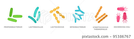 Probiotics. Bacteriology. Gastrointestinal health. Bifidobacterium, lactobacillus, lactococcus, streptococcus thermophilus, propionibacterium. 95386767
