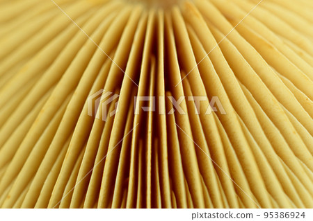 View of the mushroom cap from the inside. 95386924