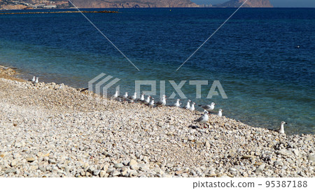 Seagulls on the Mediterranean coast, pebble beach, blue sea, clear water, beautiful seascape, Altea, Spain Seagulls on the Mediterranean coast, pebble beach, blue sea, clear water, beautiful seascape, Altea, Spain 95387188
