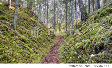 Tourist trail in the beautiful forests of Latvia. A path between two mossy hills. 95387644