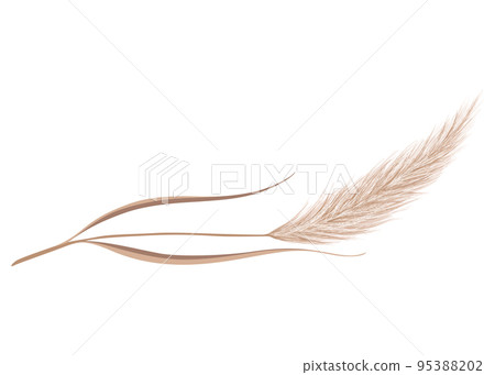 Pampas grass branch. Dry feathery head plume, used in flower arrangements, ornamental displays, interior decoration, fabric print, wallpaper, wedding card. Golden ornament element in boho style 95388202