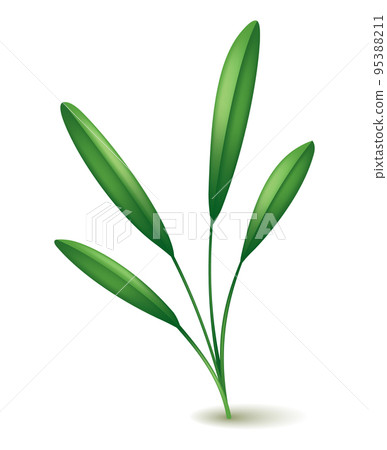 Culinary herb sage. Popular plant, natural health care. Kitchen herb or spices banner isolated on white background 95388211