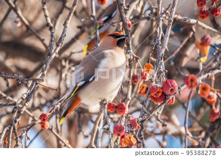 Bohemian waxwing, a beautiful tufted bird, Latin name Bombycilla garrulus, sitting on a wild apple tree and eats red wild apples in winter or early spring day. Bohemian waxwing, a beautiful tufted bird, Latin name Bombycilla garrulus, sitting on a wild apple tree and eats red wild apples in winter or early spring day. 95388278