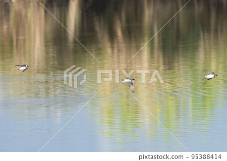 燕子飛過池塘 燕子飛過池塘 95388414