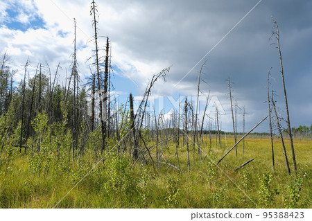 Dry trees in swamps against a blue sky with clouds Dry trees in swamps against a blue sky with clouds 95388423