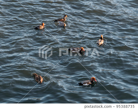 Flock of red-crested pochards or Netta rufina. Few large diving duck at water. Flock of red-crested pochards or Netta rufina. Few large diving duck at water. 95388735