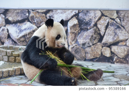 好吃的吃竹子的吉濱 95389166