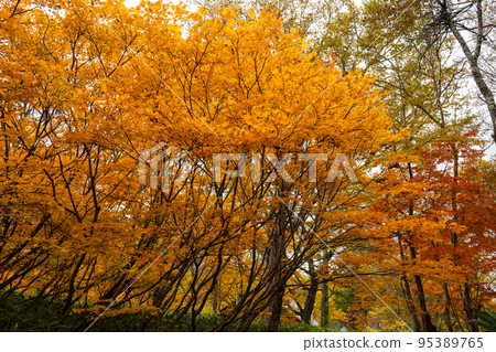 Autumn leaves of Oze Autumn leaves of Oze 95389765