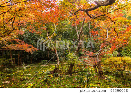 Autumn in Kyoto Arashiyama Enri-an garden with autumn leaves Autumn in Kyoto Arashiyama Enri-an garden with autumn leaves 95390038