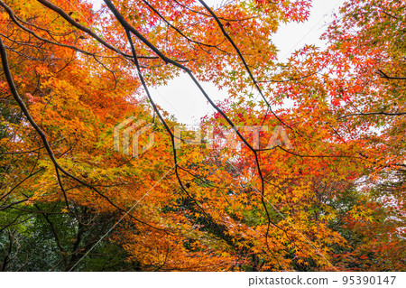 Autumn in Arashiyama, Kyoto Enri-an with autumn leaves 95390147