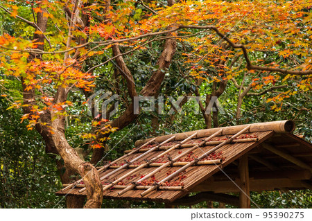 Autumn in Kyoto Arashiyama Enri-an garden with autumn leaves Autumn in Kyoto Arashiyama Enri-an garden with autumn leaves 95390275