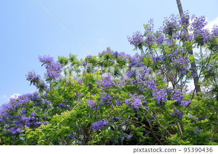 Jacaranda flowers Jacaranda flowers 95390436