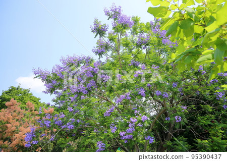 藍花楹花 95390437
