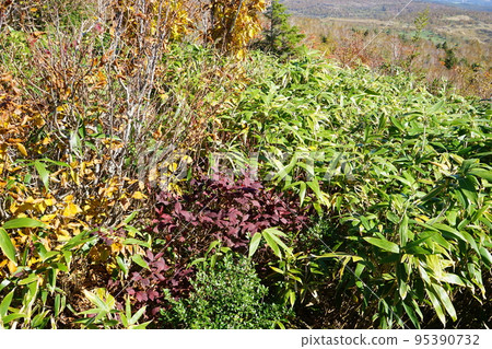 Let's go in the autumn Hachimantai 95390732