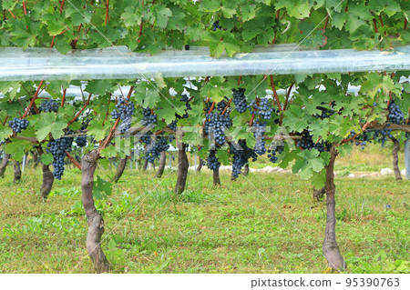 Wine grapes before harvest Wine grapes before harvest 95390763