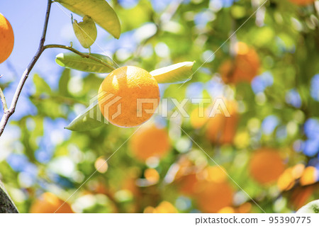 橘子 橘子 95390775