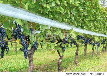 Wine grapes before harvest 95390851