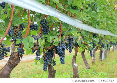 Wine grapes before harvest Wine grapes before harvest 95390852