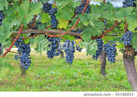 Wine grapes before harvest Wine grapes before harvest 95390855