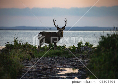 Ezo deer 95391194