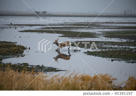 Ezo鹿 Ezo鹿 95391197