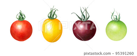Fresh tomato watercolor illustration_colorful vegetable background_red, yellow, purple, green mini tomatoes 95391260