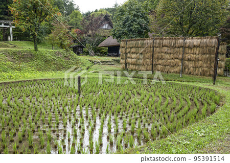 飛驒之裡（雨天）秋天的車田 95391514