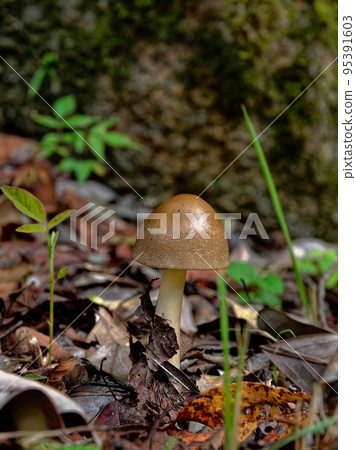 Mushroom World Kabairo Tsurutake Juvenile 95391603