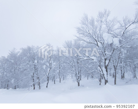 雪山上的白霜（山形縣藏王溫泉滑雪場） 95392107
