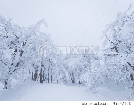 雪山上的白霜（山形縣藏王溫泉滑雪場） 95392108