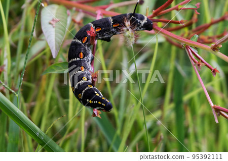 害蟲集麻雀幼蟲 95392111
