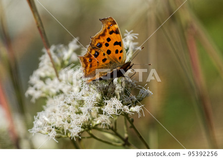 Flower-visiting Insect Kitateha autumn type ♀ Flower-visiting Insect Kitateha autumn type ♀ 95392256