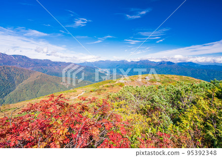 (Nagano Prefecture) Hakuba Happo-one, near Happo Cologne with beautiful red autumn leaves of Japanese rowan (Nagano Prefecture) Hakuba Happo-one, near Happo Cologne with beautiful red autumn leaves of Japanese rowan 95392348