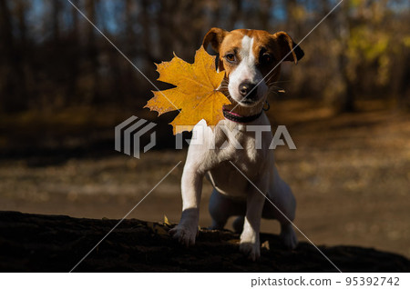 Jack russell terrier dog walks in the evening in the autumn forest in the evening. 95392742