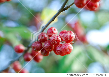 秋季水果 秋季水果 95392891