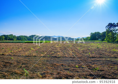 關越高速公路花園IC附近 農田風光 初夏時節 關越高速公路花園IC附近 農田風光 初夏時節 95392918