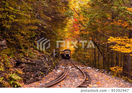[Nagano Prefecture] Akasawa Forest Railway runs through a tunnel of colored leaves in the Akasawa Natural Recreational Forest 95392947