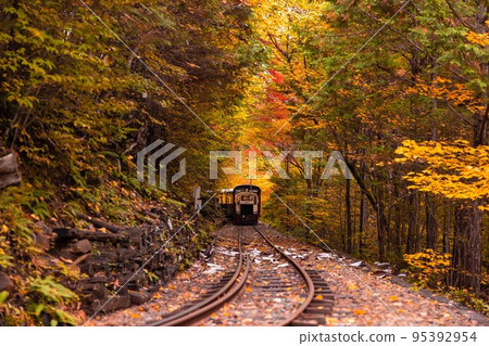 [Nagano Prefecture] Akasawa Forest Railway runs through a tunnel of colored leaves in the Akasawa Natural Recreational Forest 95392954