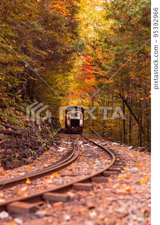 [長野縣]赤澤森林鐵路穿過赤澤自然休養林的紅葉隧道 95392966