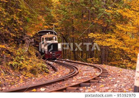 [Nagano Prefecture] Akasawa Forest Railway runs through a tunnel of colored leaves in the Akasawa Natural Recreational Forest 95392970