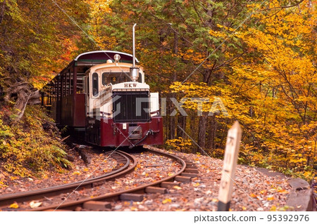 [長野縣]赤澤森林鐵路穿過赤澤自然休養林的紅葉隧道 95392976