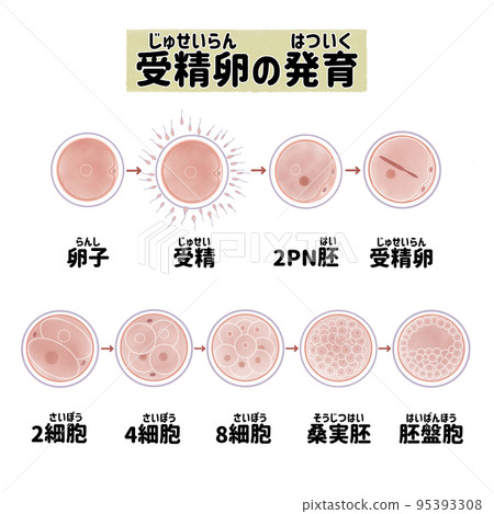 Human fertilized egg cell division and growth process Japanese Human fertilized egg cell division and growth process Japanese 95393308