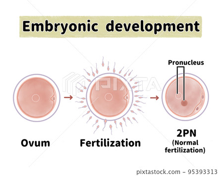 人類受精英文圖解 95393313